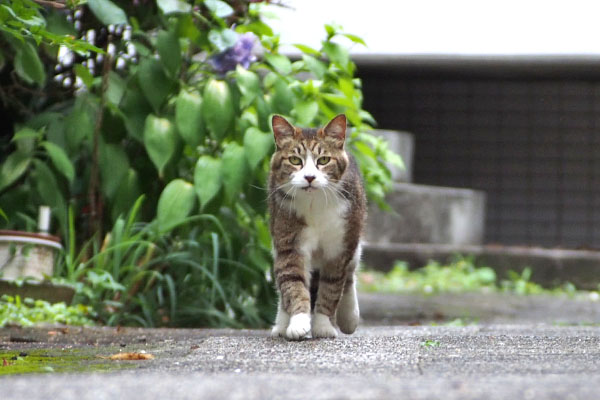 サーヤ　走って来てる