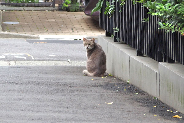 振り返る　グリ