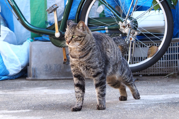 シマヲ　伸びしつつ