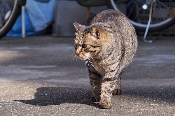 シマヲ　車の下を確認