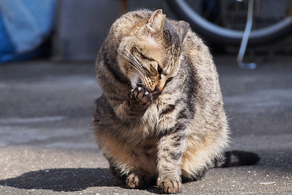 シマヲ　お手てカミカミ