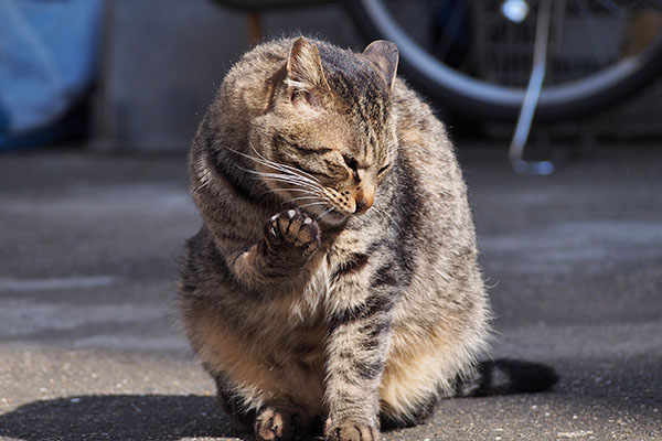 シマヲ　ぶすっと