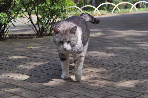 クロム　撫でてにゃ