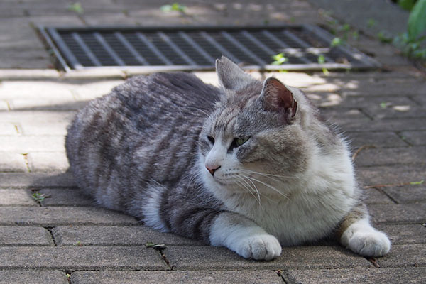 クロム　だるいにゃ