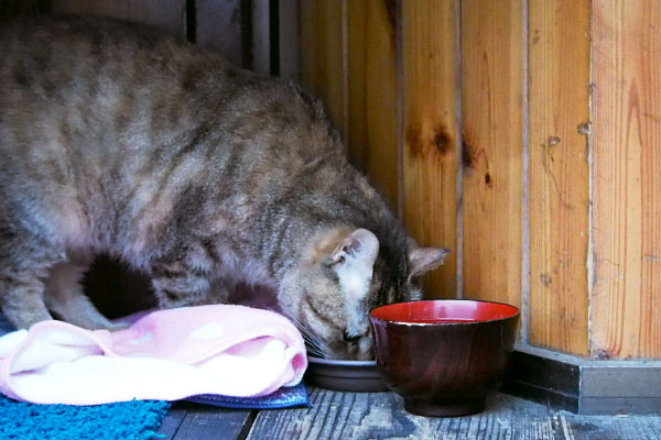 ヴェルデ　食事中