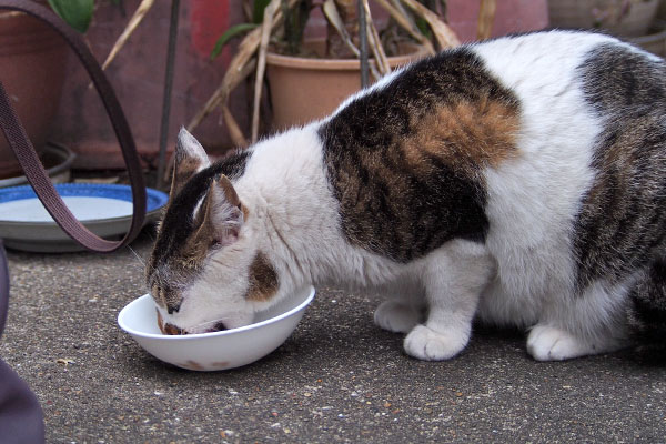 セイ　食べる