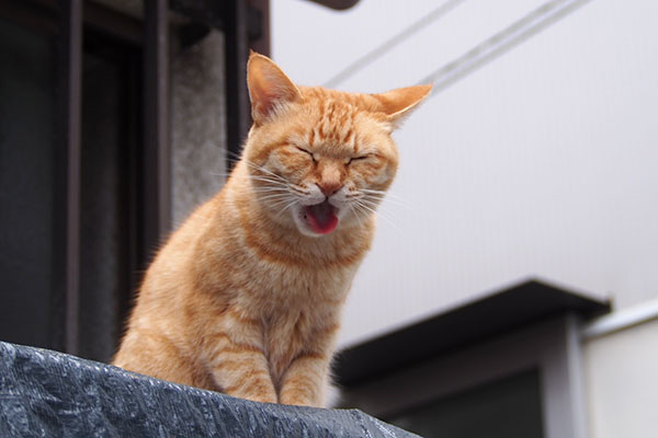 食べ終わったソラちゃん