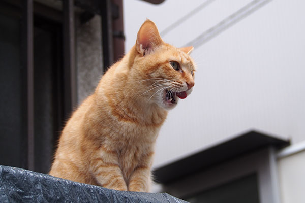 お口が忙しいソラちゃん