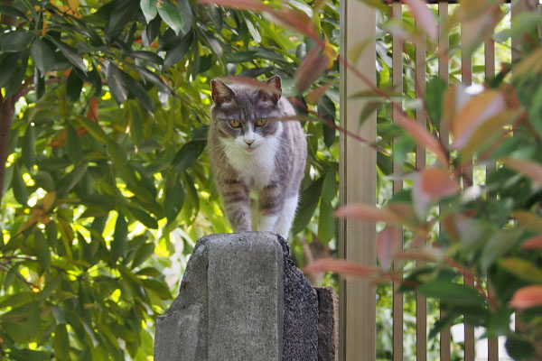 レックス　来ます