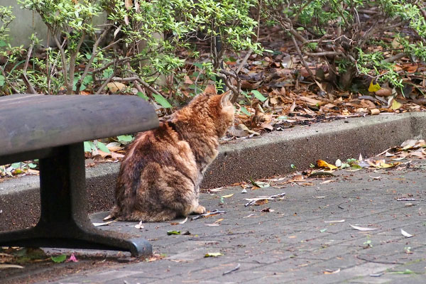 クラタン　遠く見る