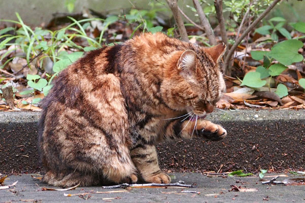 クラタン　お手てぺろぺろ