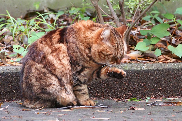 クラタン　お手てぺろぺろ２