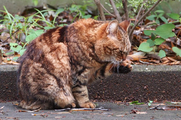 クラタン　お顔洗う