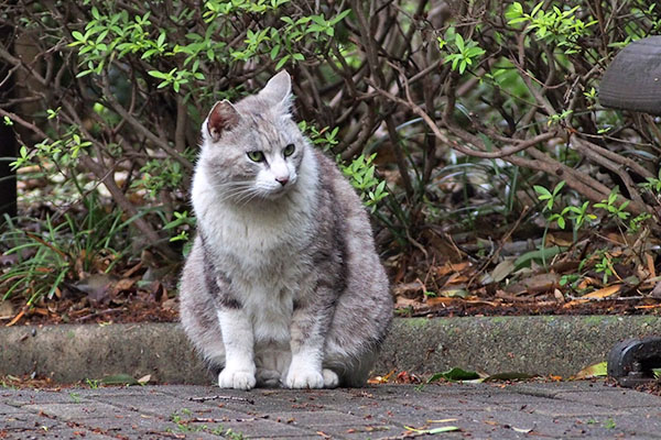 クロム　ずっと見てた