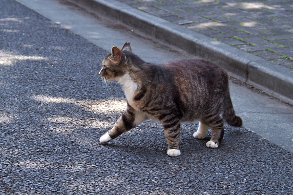 アシメ　道路であたふた