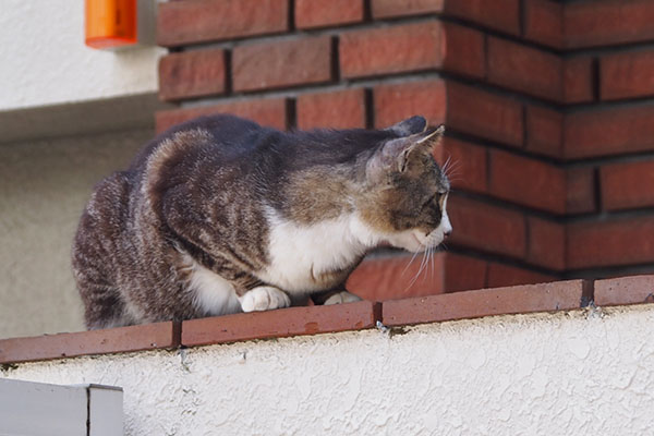 アシメ　道路確認