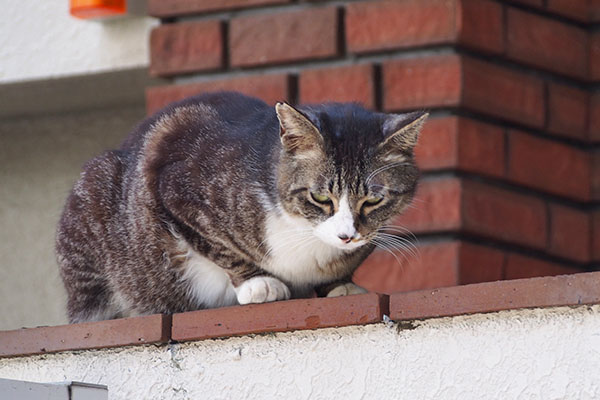 アシメ　塀に乗った