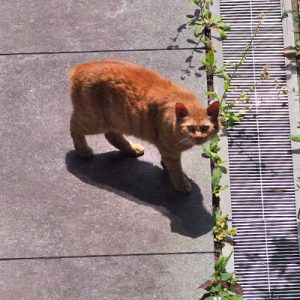 ginger short tail boy