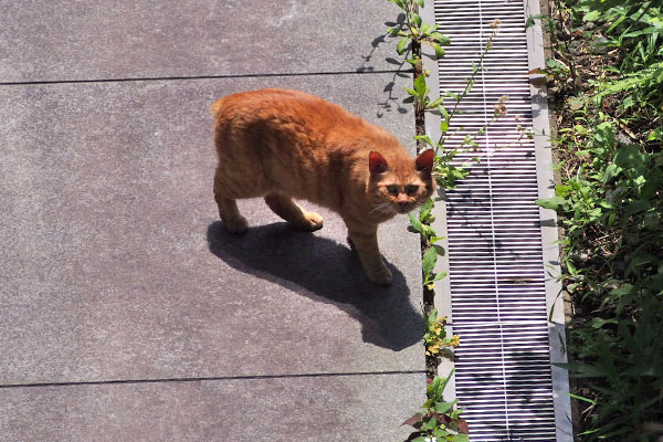 ginger short tail boy