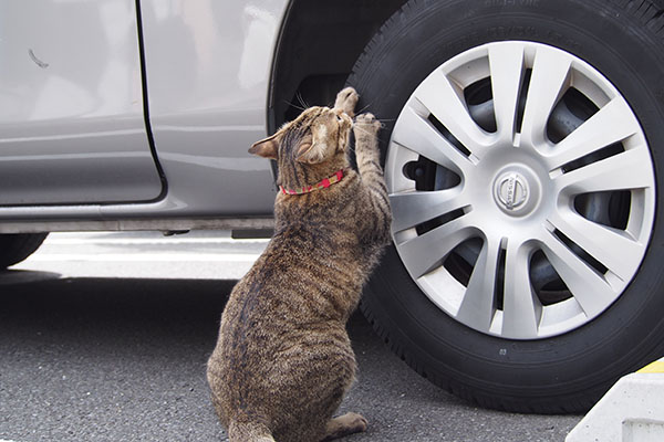 らい太　タイヤで爪研ぐ２
