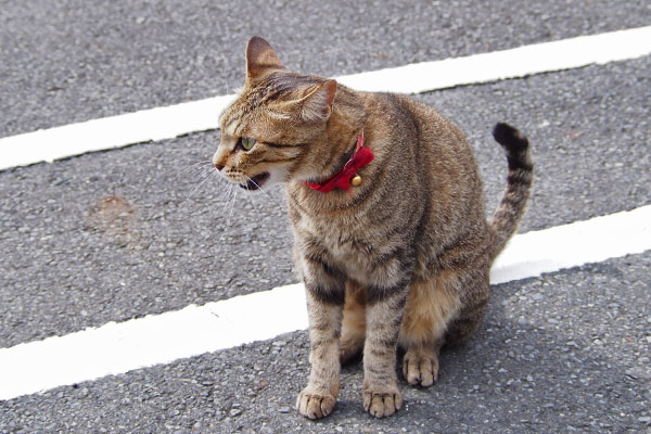 らい太　雄叫び
