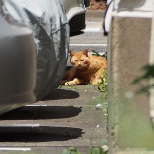 ルーカス　まだ居る