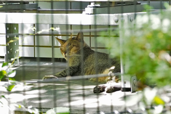 アビ　頭を上げた