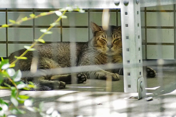 アビ　目が開かない