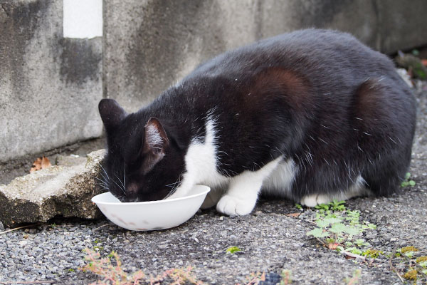 こまち　食べる