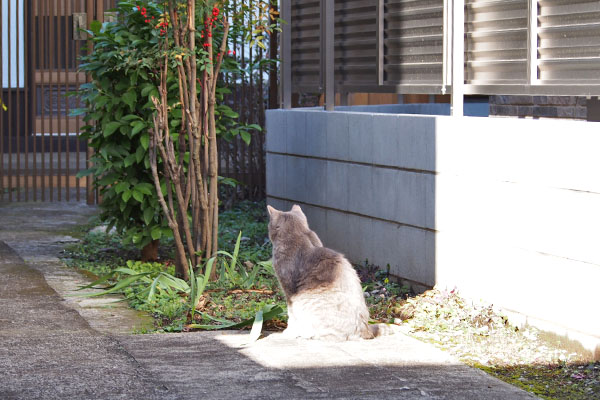 グリ　食事待ち