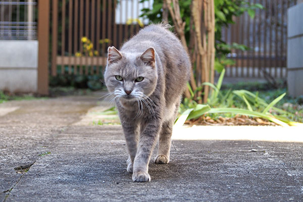 グリ　来てくれる