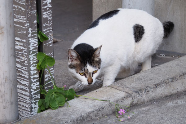 しろまる　食べながら警戒