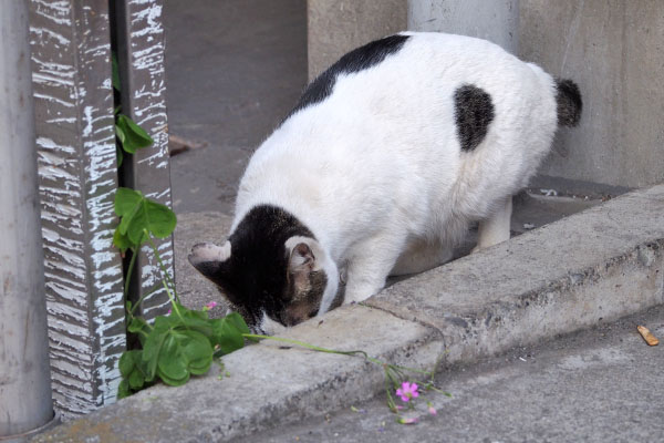 しろまる　食べる