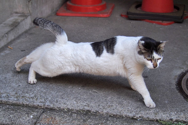 しろまる　食べ終わった