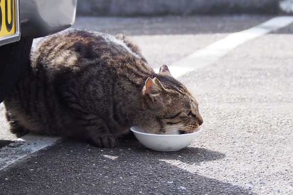 シマヲ　食べる