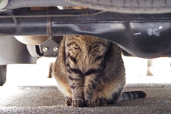 シマヲ　食べた後に車の下に