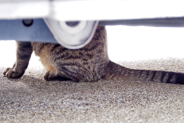 シマヲ　車の下左から