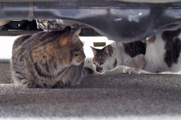 セイがシマヲの後ろに