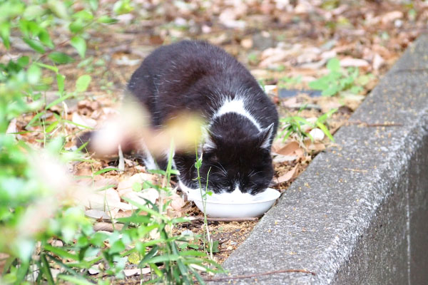 ポチ　食べ始める