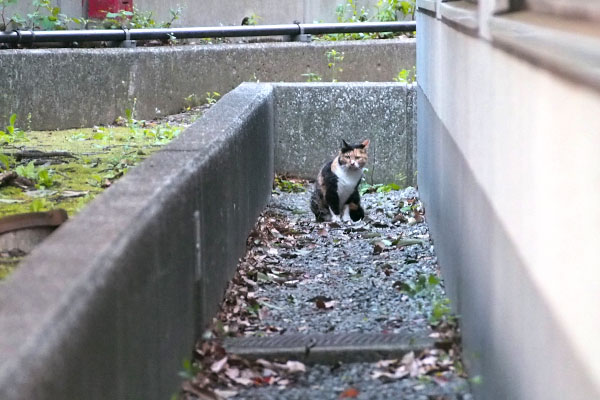 遠くにミク