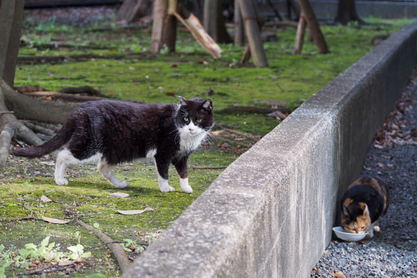 ポチが様子を伺いに