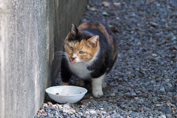 ミク無事食べ終わる