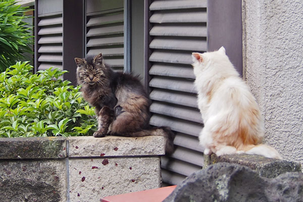 タッチーとナリコ　塀の上