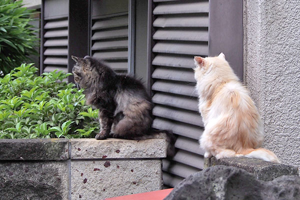 タッチーとナリコの背中