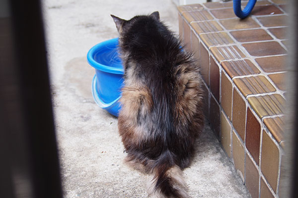 タッチーが水を飲む