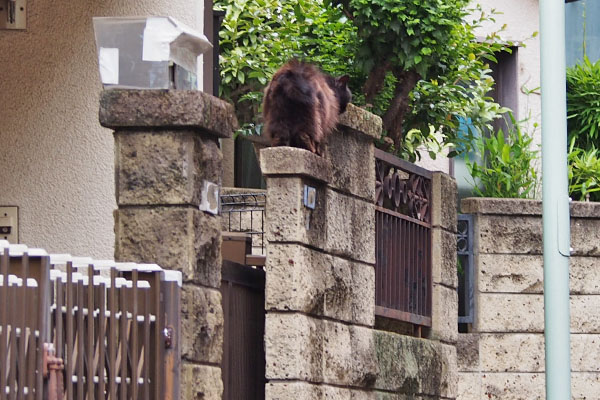 ハリマ　塀の上に