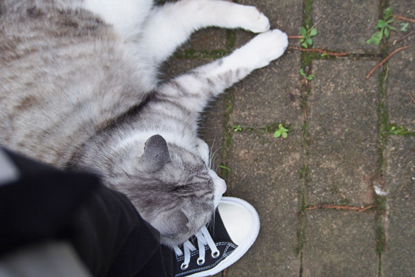 chrom on mu shoe