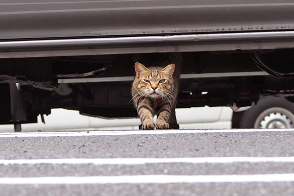 車の下かららい太