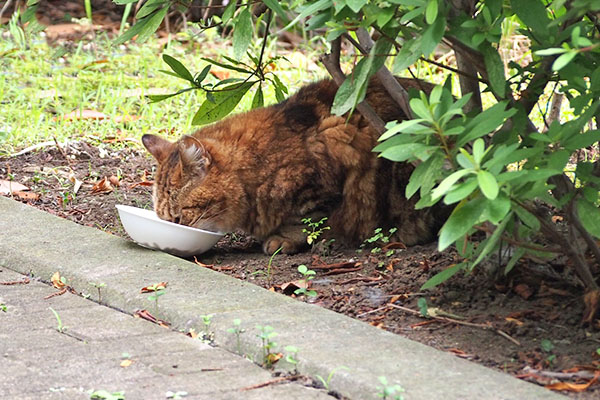 クラタン　完食するにゃ