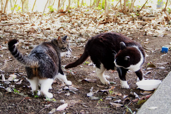 ポチとリンクス　あらら